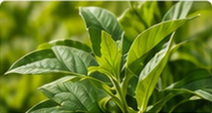 Hojas verdes de plantas